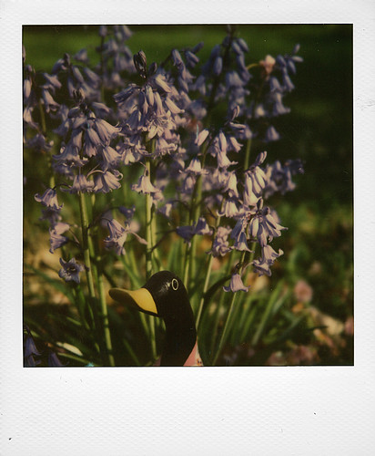 Hyacinth ...