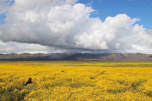 carrizoplains yellow flowers superbloom bloom clouds partlycloudy wildflowers marlena