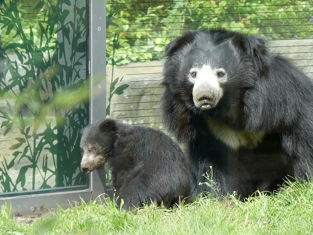 Kaveri und Balou, Zoo Berlin