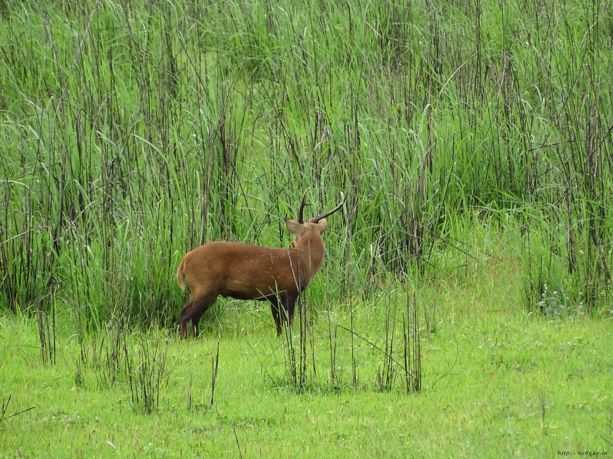 Deer At Kaziranga National Park, Assam