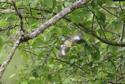birdsofwashington bird washingtonbirds goldfinch lessergoldfinch spinuspsaltria carduelispsaltria