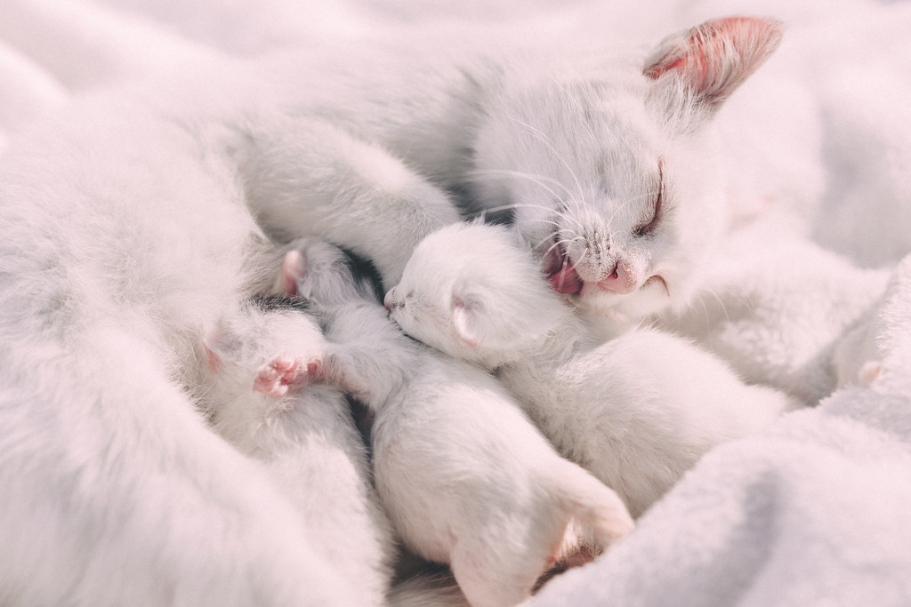 Mother cat caressing her kittens