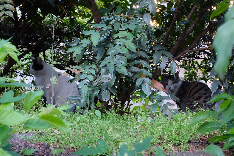 池袋ふれあい公園の猫。ブチママ、キジ虎ハチ割れ