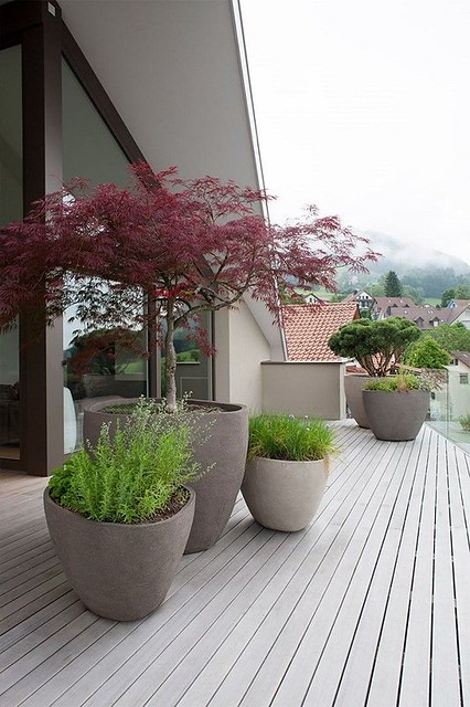 Outstanding Potted Trees that Will Beautify Your Outdoors