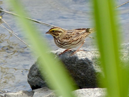 bird nature wildlife bombayhook delaware sparrow