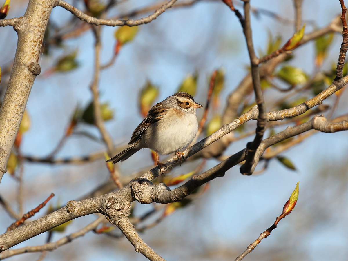 Photograph titled 'Clay-colored Sparrow'