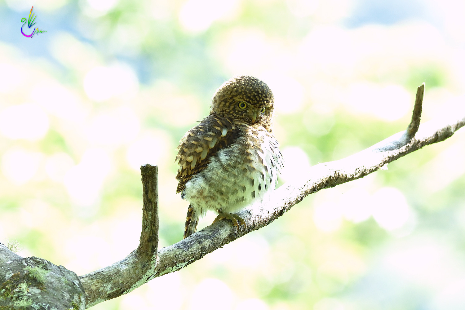 Collared_Pigmy_Owlet_4798
