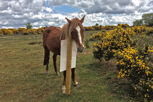 pony ponies newforest hampshire views picketpost jainbow