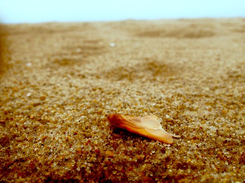 sand beach seashell shell sea ocean atlantic sandbridge virginia