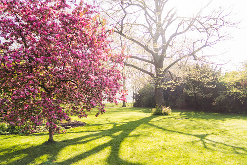london londres england inglaterra spring sunnyday autumm autumn pink flowerpower flower sunrise