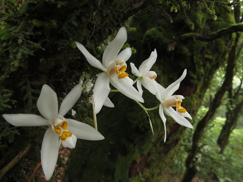 nepal orchid orchidaceae plant richhoyer