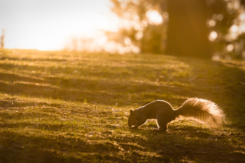 sel55210 sonynex6 squirrel sunrise orange goldenhour wildlife animal toronto ontario canada highpark