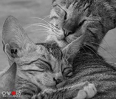 #animalkingdom #catsofinstagram #cats #owaisphotos #karachi #pakistan #happymonday #mothersday