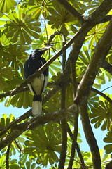 Entebbe, Uganda - Entebbe Botanical Gardens - Black and White Casqued Hornbill