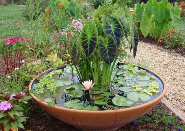 Amazing Ideas of How to Make Mini Ponds in Pots