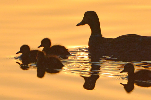 mallard ducklings sunset chisholmcreekpark wichita kansas