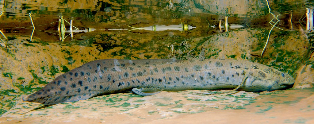 African Lungfish_2