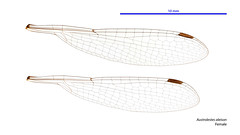 Austrolestes aleison female wings