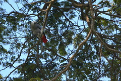 Entebbe, Uganda - Entebbe Botanical Gardens - African Grey Parrot