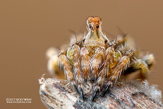 Periscope orb-weaver (Araneidae) - DSC_4756
