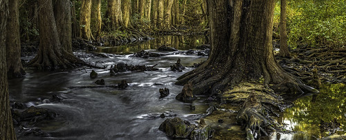 eerie cheery stream creek cibolocreek boerne baldcypress dawn sunrise landscape olympus