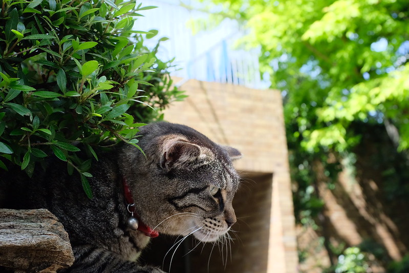 東池袋中央公園の猫。小春にガンを飛ばすキジ虎