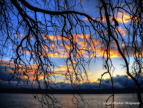 washingtonstate pacificnorthwest hoodcanal sunset tree water clouds colors
