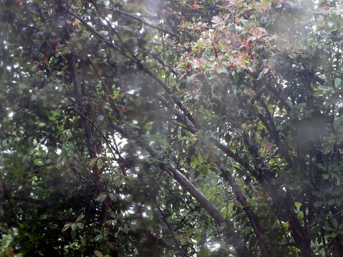lumberton nc northcarolina robesoncounty leaves foliage tree trees backyard rainy rainyday rain raining woods wooded nature landscape outside outdoors leaf greenery treelimbs sticks