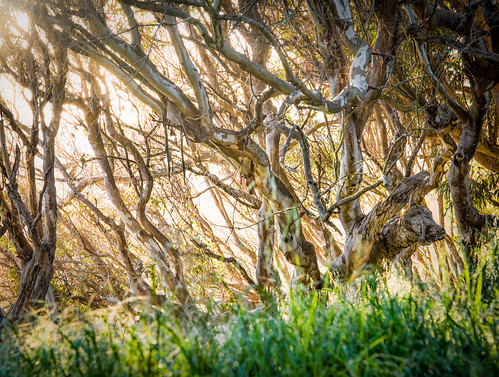 sunset trees usa themes america naturalbridgesstatepark nature santacruz sunburst limbs natural pachamama tree sunny landscape california cali ca zen inspiration