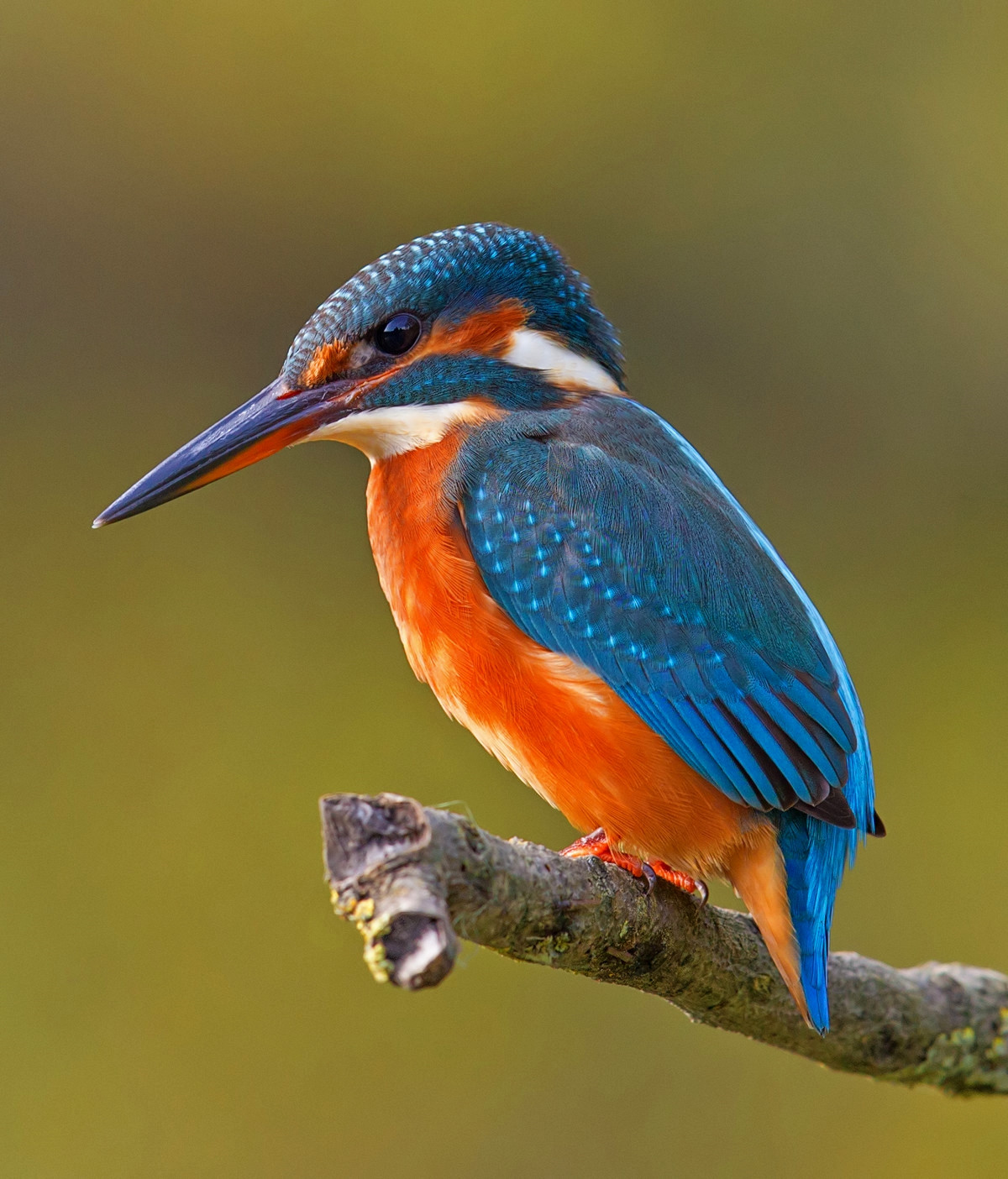 Kingfisher. Credit Andreas Trepte