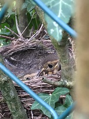 Thrush nest April 2017 - Photo of Saint-Allouestre