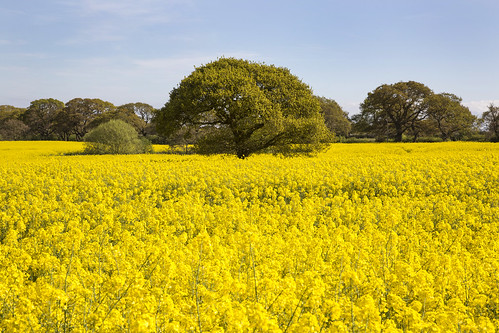 wirral cheshire rapeseed flowers yellow brimstage agriculture