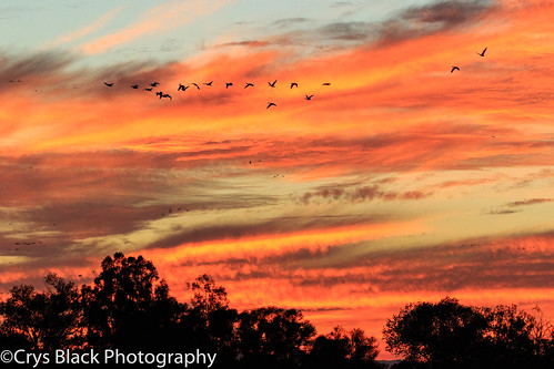 california greylodge 2015 sunset birds autumn gridley unitedstates us