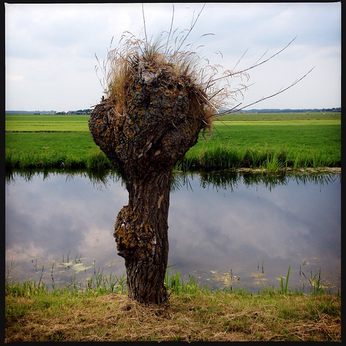 water weide land planten bomen polder vaart aarlanderveen zuidholland nederland