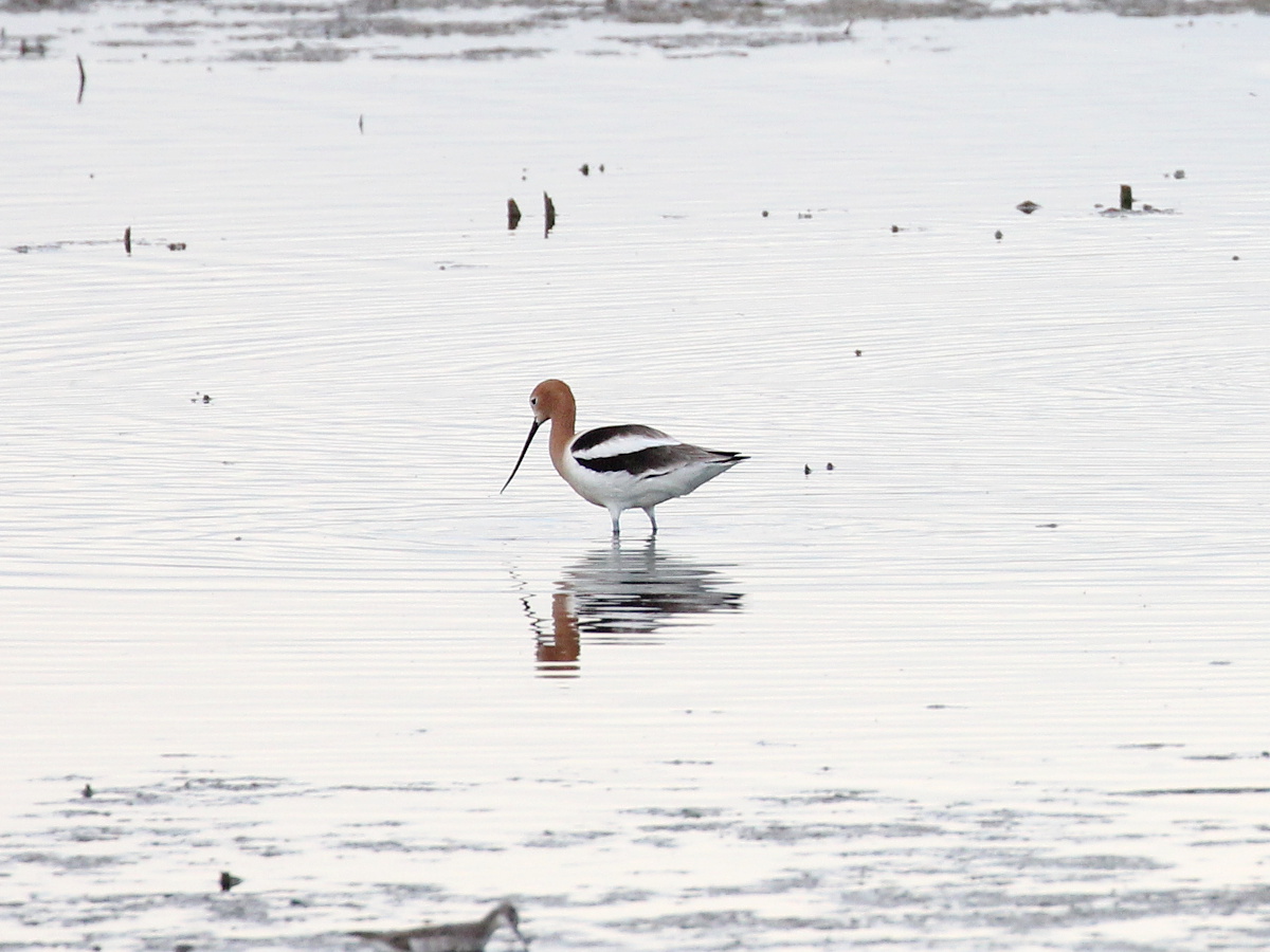 Photograph titled 'American Avocet'
