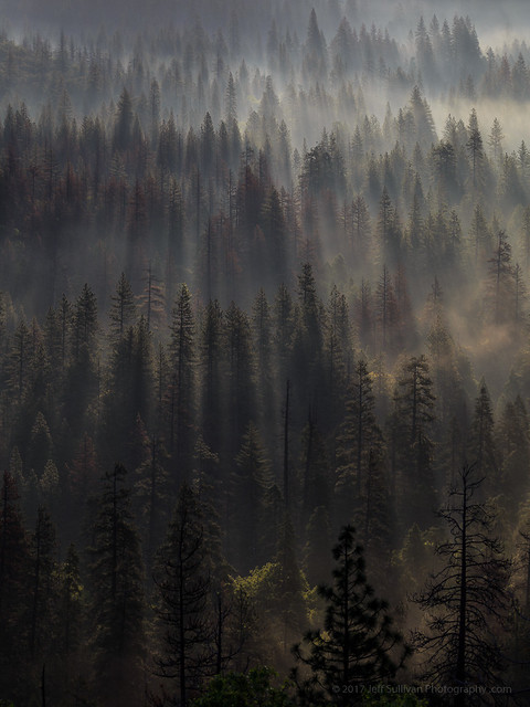 Morning Fog in Yosemite Valley