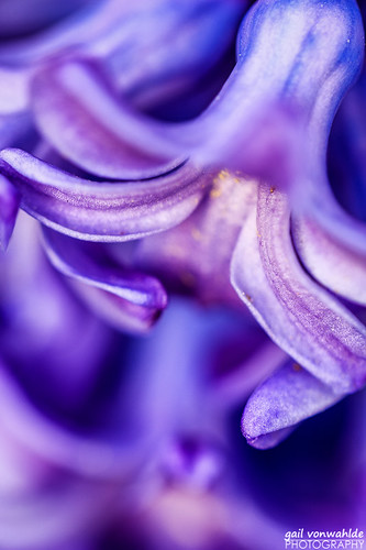 purple hyacinth flower macro mn minnesota minnesotalandscapearboretum canon spring vonwahlde