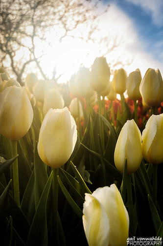 tulips sun glare flowers minnesota mn minnesotalandscapearboretum dusk canon vonwahlde