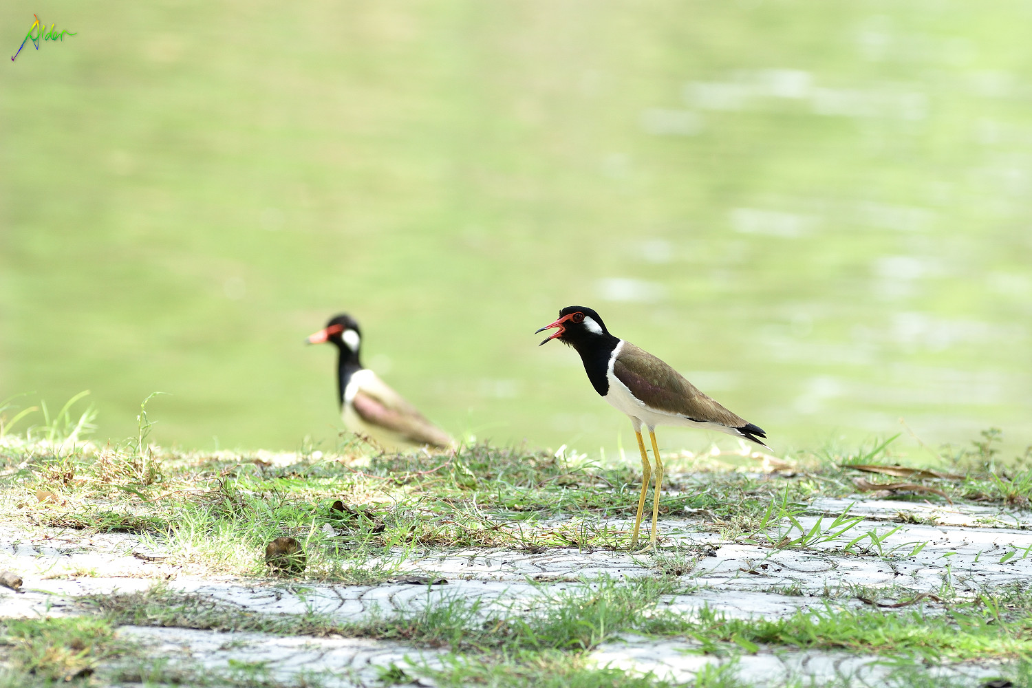 Red-wattled_Lapwing_8572