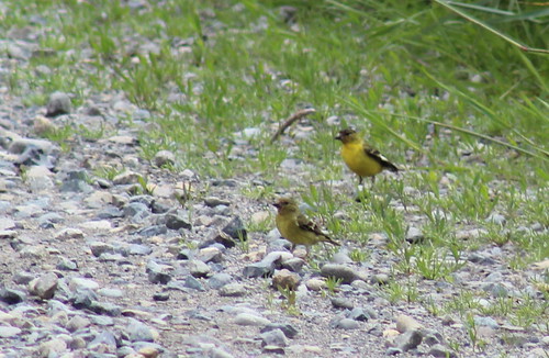 birdsofwashington bird washingtonbirds goldfinch lessergoldfinch spinuspsaltria carduelispsaltria