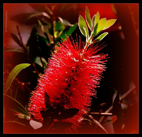 callistemon bottlebrush flora flower red vivid colour nature macro art