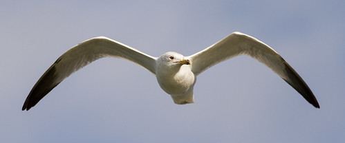cmsheehy colemansheehy nature wildlife bird gull rappahannockriver virginia seagull laridae