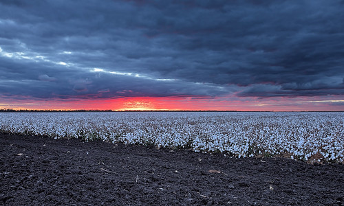 pampas millmerran yandilla condamineriver sunset cotton canon eos eos5dmkiv sky landscape