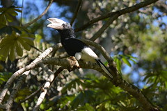 Entebbe, Uganda - Entebbe Botanical Gardens - Black and White Casqued Hornbill