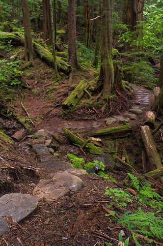 nature landscape trees forest rainforest am alaska ketchikan rainbirdtrail trail