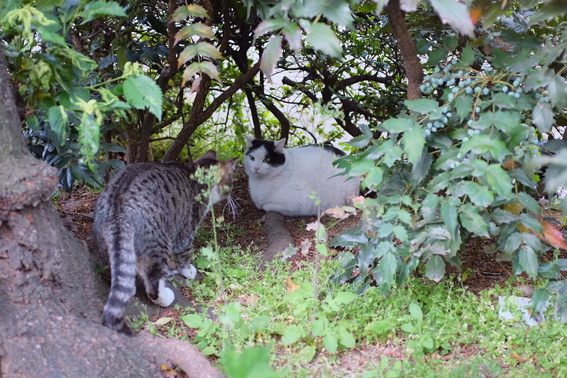 池袋ふれあい公園の猫。ホワイトソックス、ブチママ
