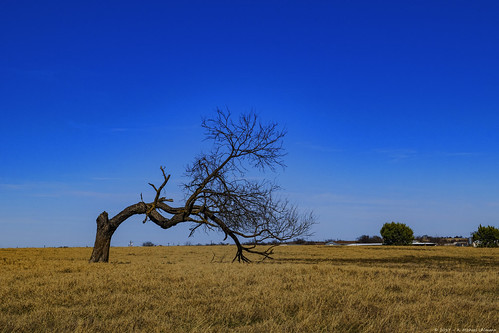 flora tree landscape loneliness negativespace nopeople yellow blue solitude