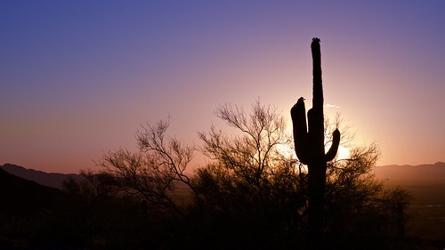 cactus sunset arizona usa phoenix romance