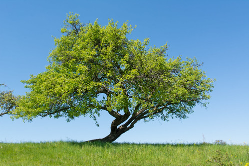 arbre bleu couleur extérieur nature paysages vert marxzell badenwürttemberg allemagne de