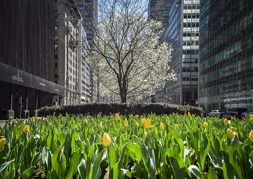 tulips tree nature city cityphotography colours colors plants green yellow yellowtulips buildings newyork ny nyc photo photography perspective life usa us unitedstatesofamerica urban outdoor view flickr buildingcomplex spring april 2016 weather majkakmecova flowers daylight day walking colorful america